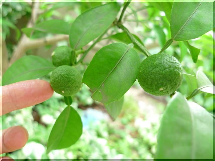 頑張れ、スダチの実