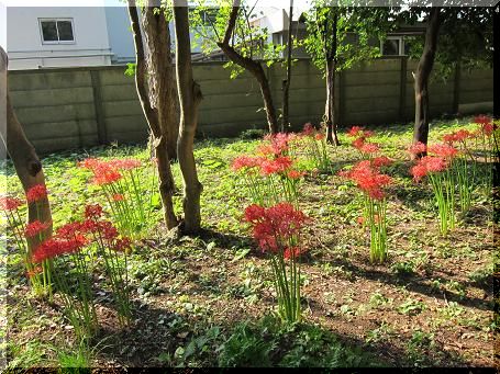 出勤途中に職場の裏にて（２０１４年９月２４日）